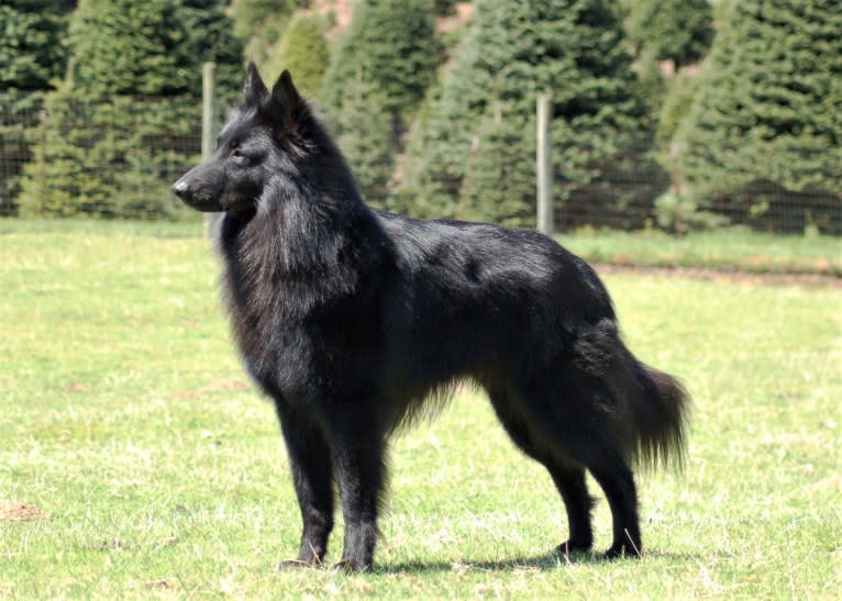 "Bluie", a Belgian Shepherd tested with EmbarkVet.com