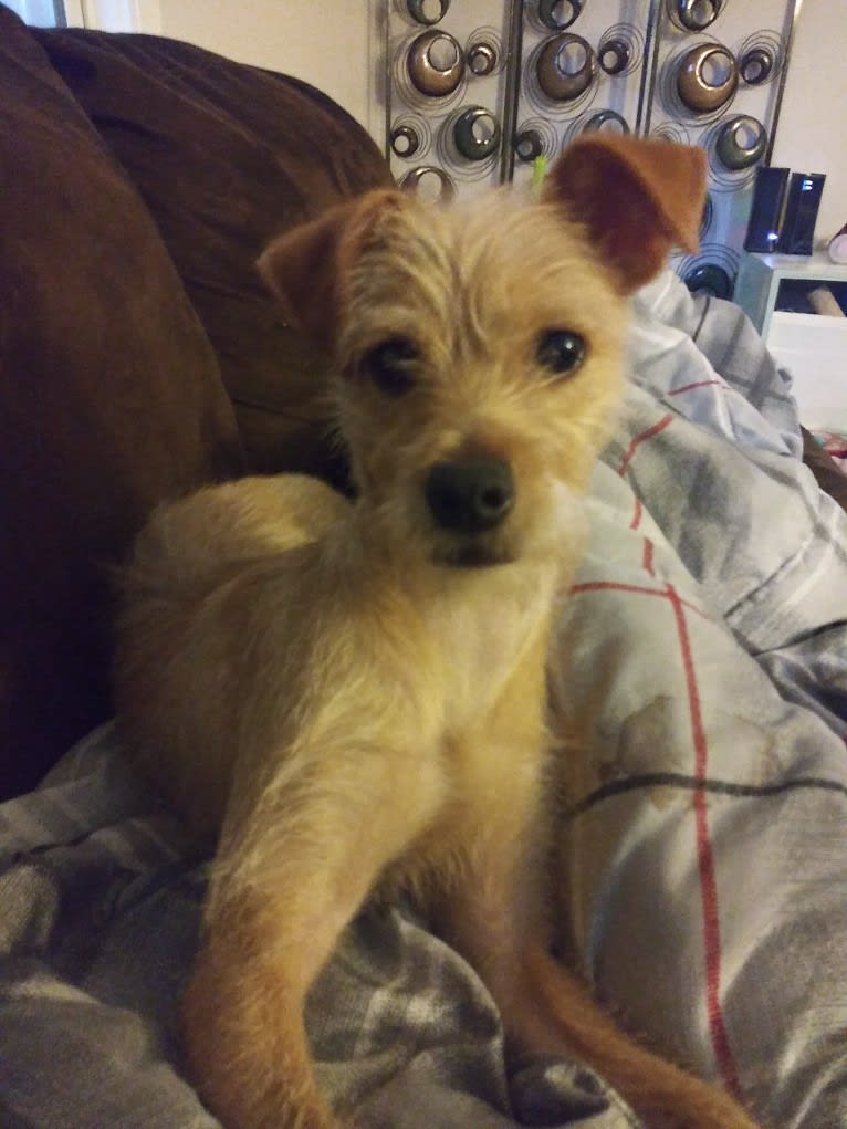 Zuma, a Chihuahua and Pomeranian mix tested with EmbarkVet.com