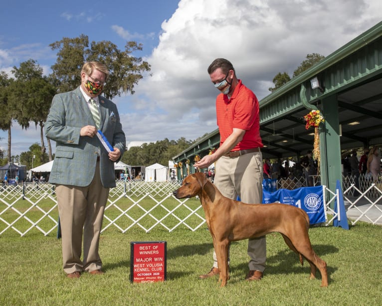 CH Dykumos Autumn Rose Rayleigh Scattered Skies TKN, FDC,ATT, a Rhodesian Ridgeback tested with EmbarkVet.com