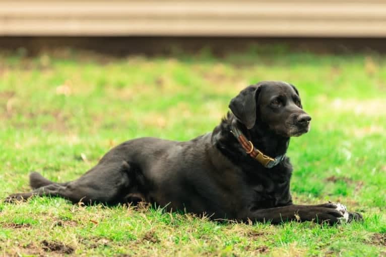 Bear, a German Shorthaired Pointer and Australian Cattle Dog mix tested with EmbarkVet.com