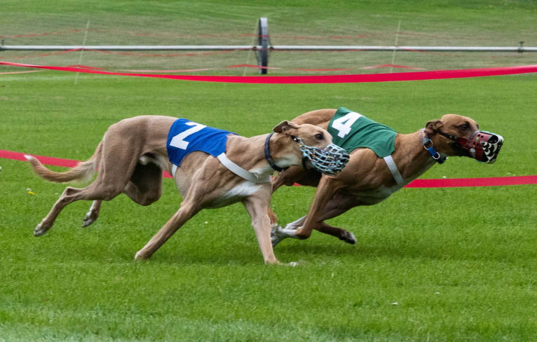 Keatz, a Whippet tested with EmbarkVet.com