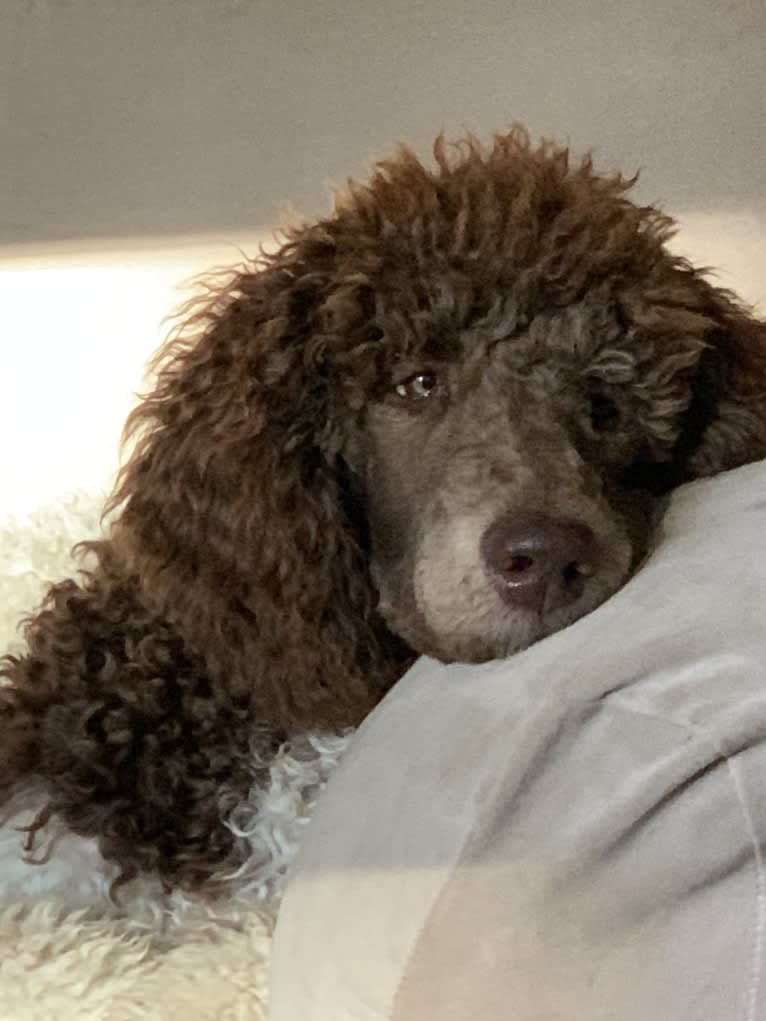 George, a Poodle (Standard) tested with EmbarkVet.com