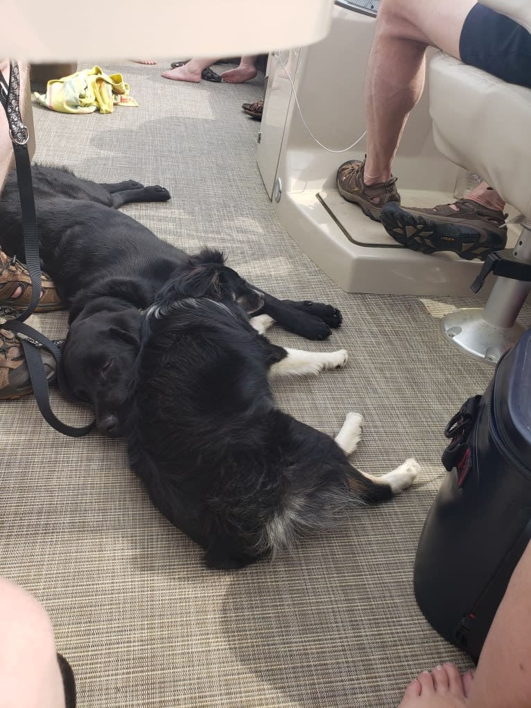 Buddy, an American Water Spaniel and Golden Retriever mix tested with EmbarkVet.com