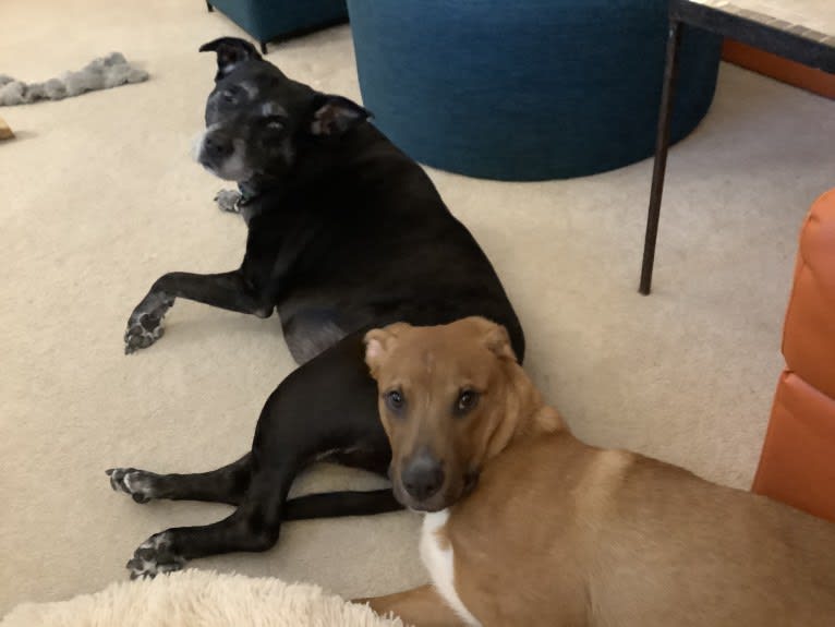 Job, an American Pit Bull Terrier and Boxer mix tested with EmbarkVet.com