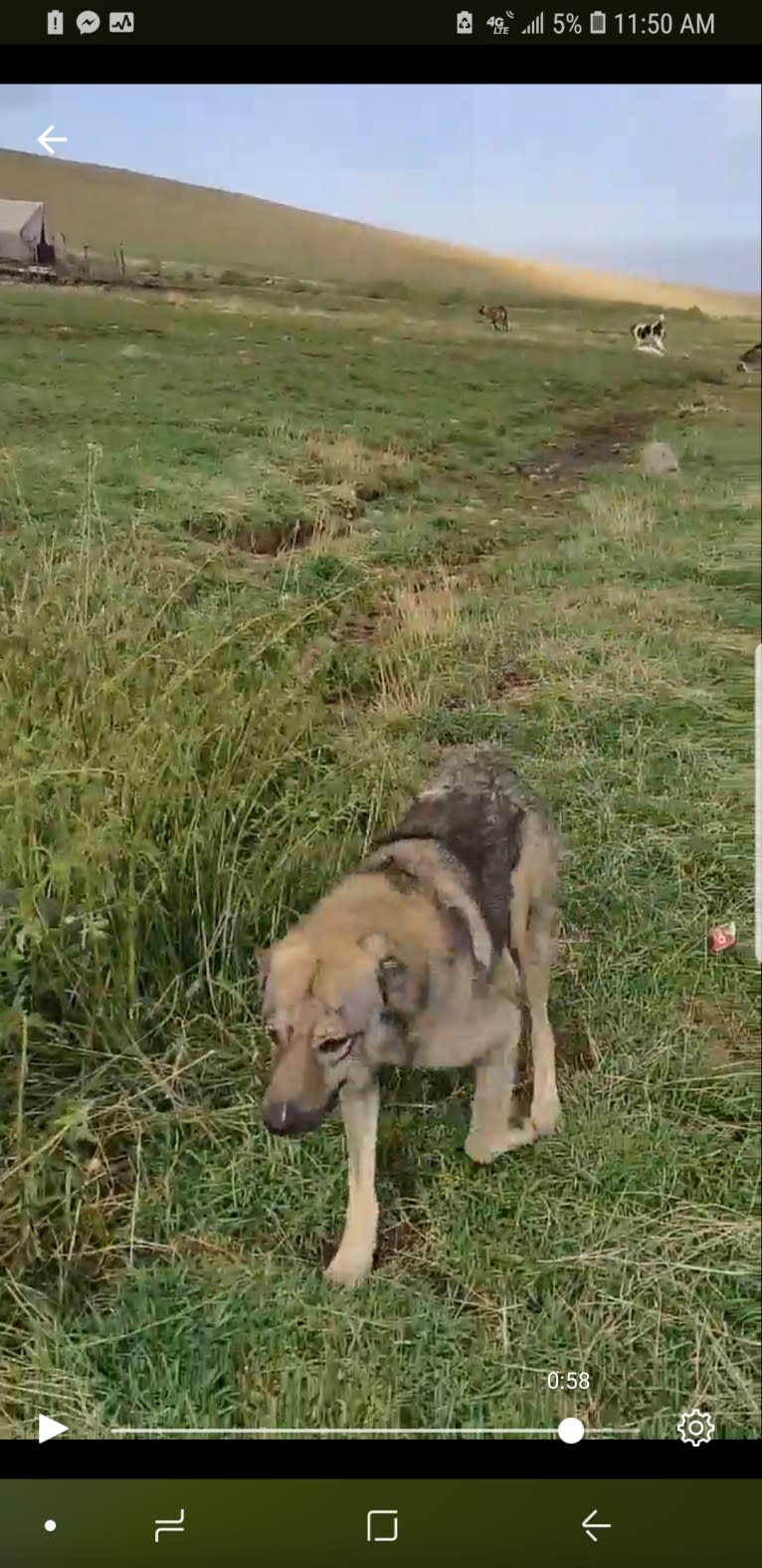 Zorro's Gazan, an Armenian Gampr tested with EmbarkVet.com