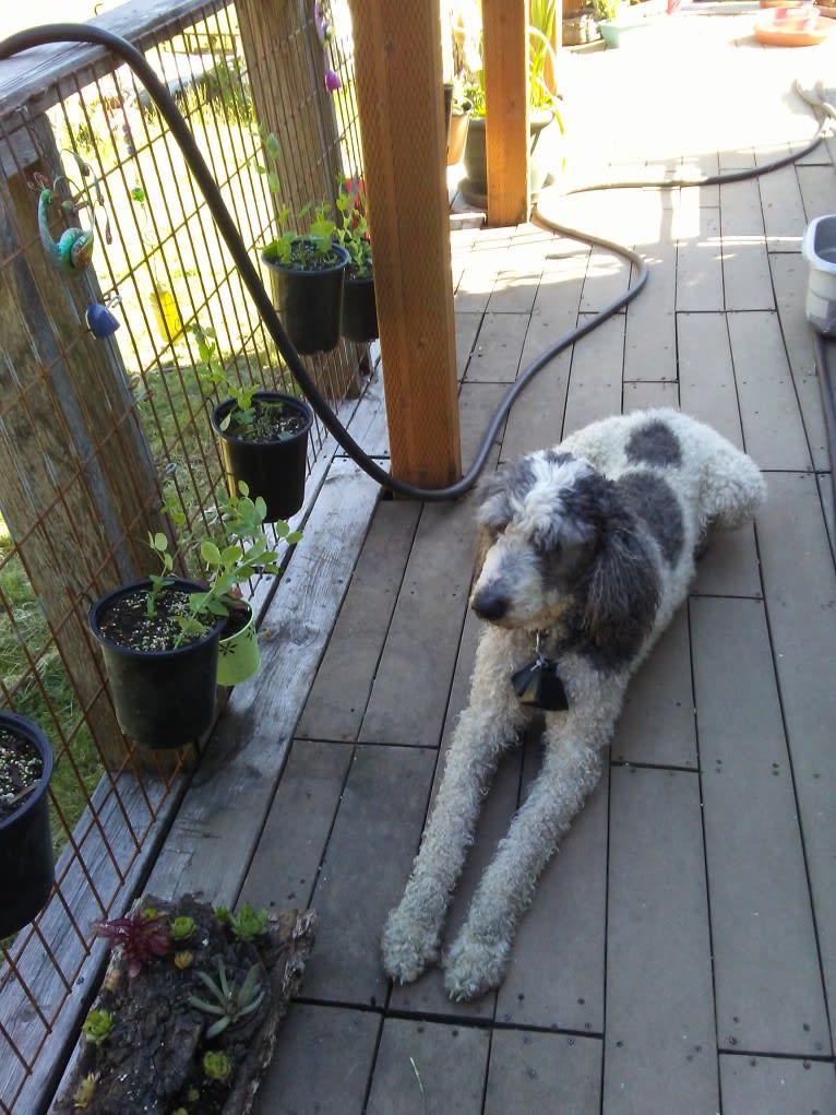 ENZO, a Poodle (Standard) tested with EmbarkVet.com