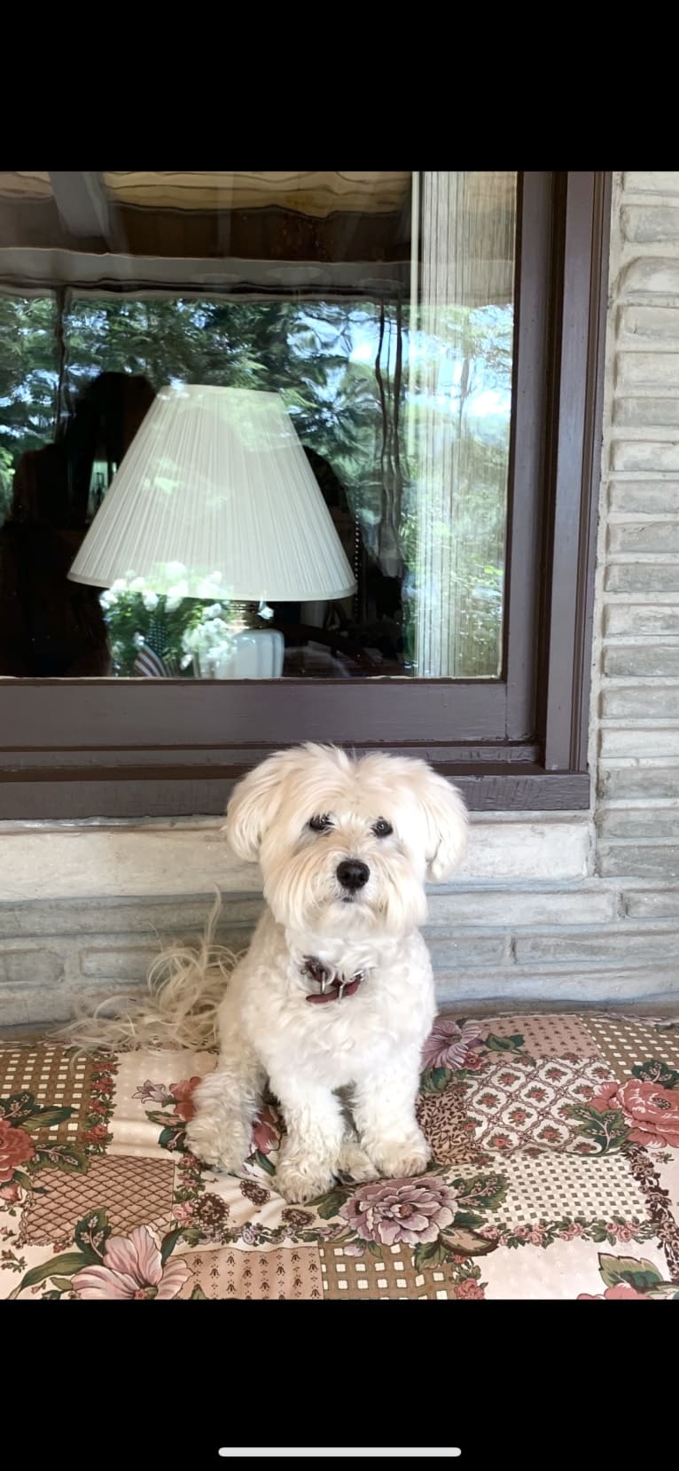 Bastien, a Havanese tested with EmbarkVet.com