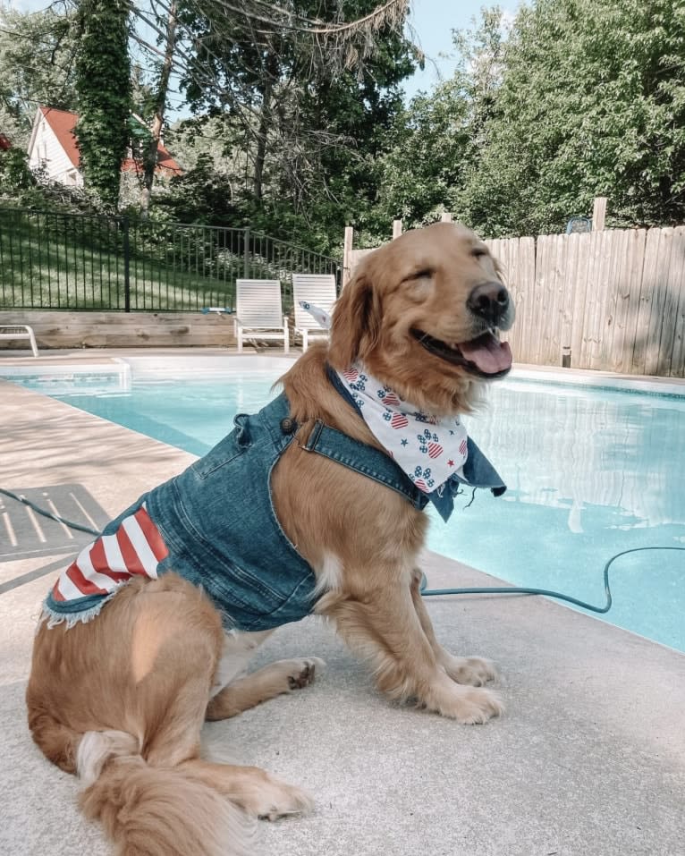 Marley, a Golden Retriever tested with EmbarkVet.com