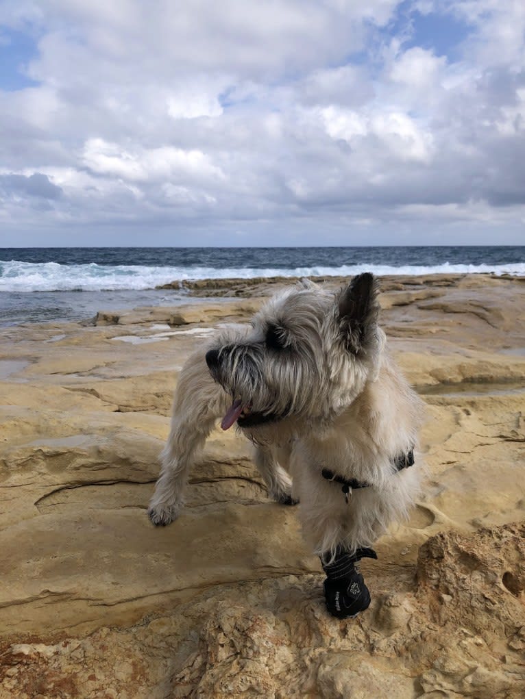 Nino, a Cairn Terrier tested with EmbarkVet.com