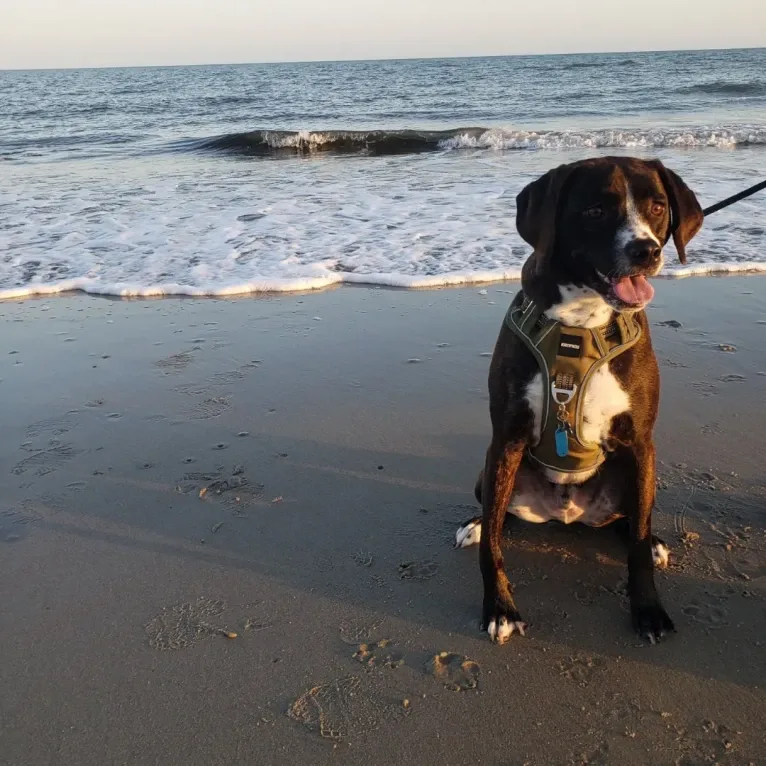 Banjo, an American Pit Bull Terrier and Plott mix tested with EmbarkVet.com