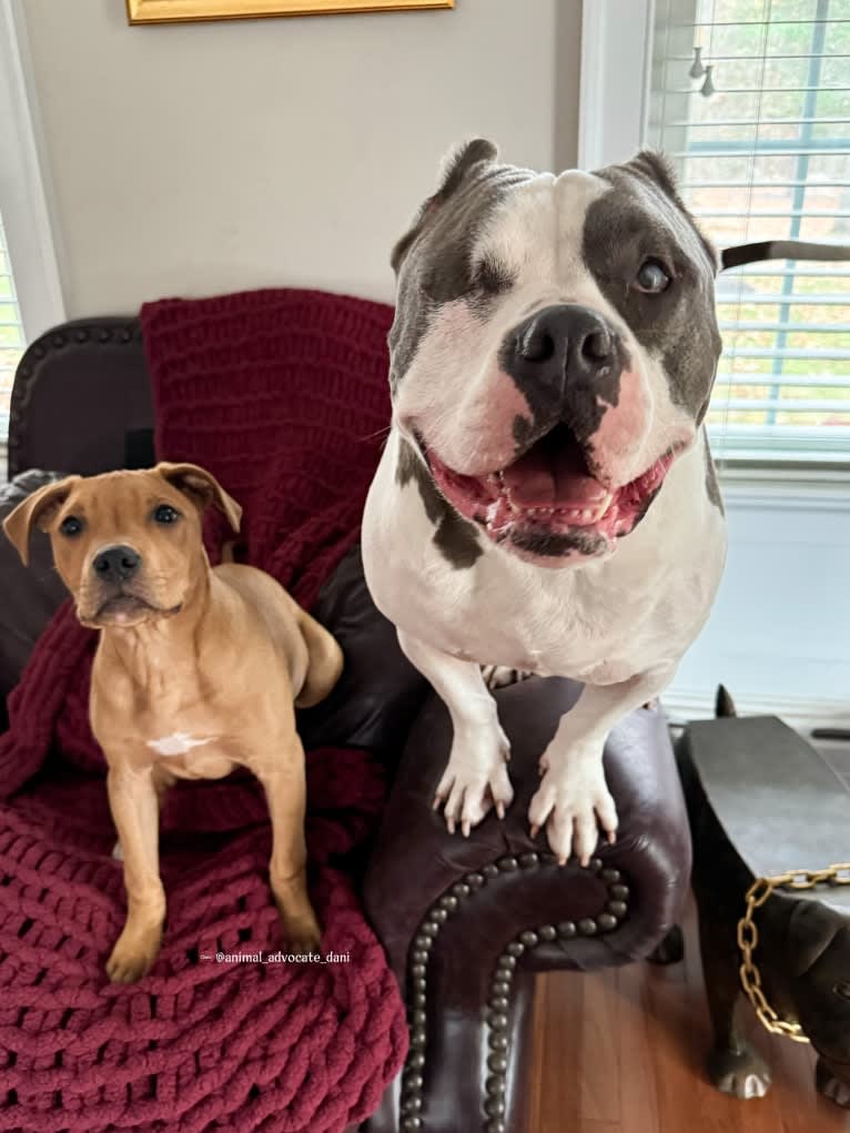 Rhino, an American Bully and Bulldog mix tested with EmbarkVet.com