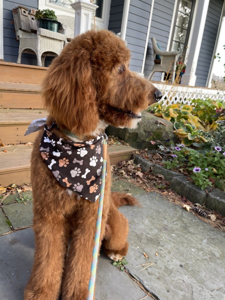 Figgy, a Goldendoodle tested with EmbarkVet.com