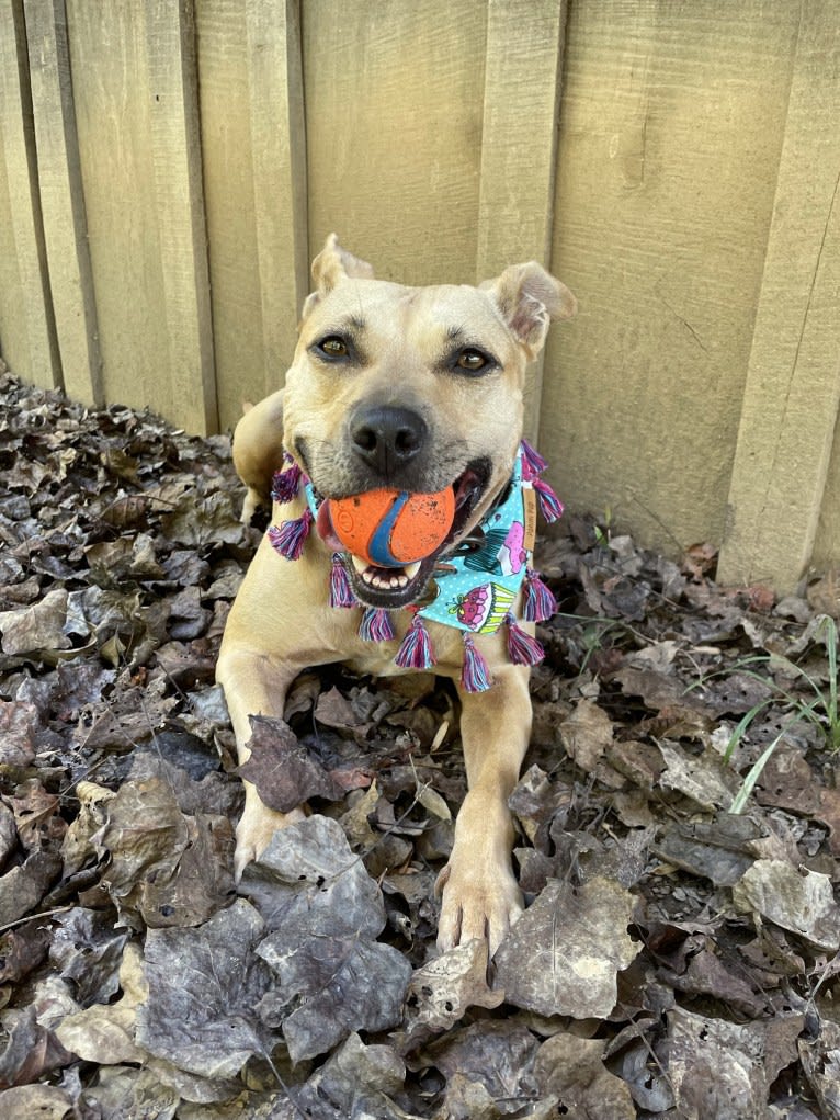 Winnie, an American Pit Bull Terrier tested with EmbarkVet.com