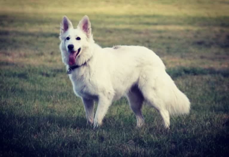 Tinkabell, a White Shepherd tested with EmbarkVet.com