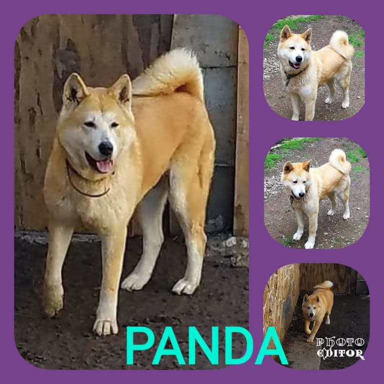 Panda, an Akita tested with EmbarkVet.com