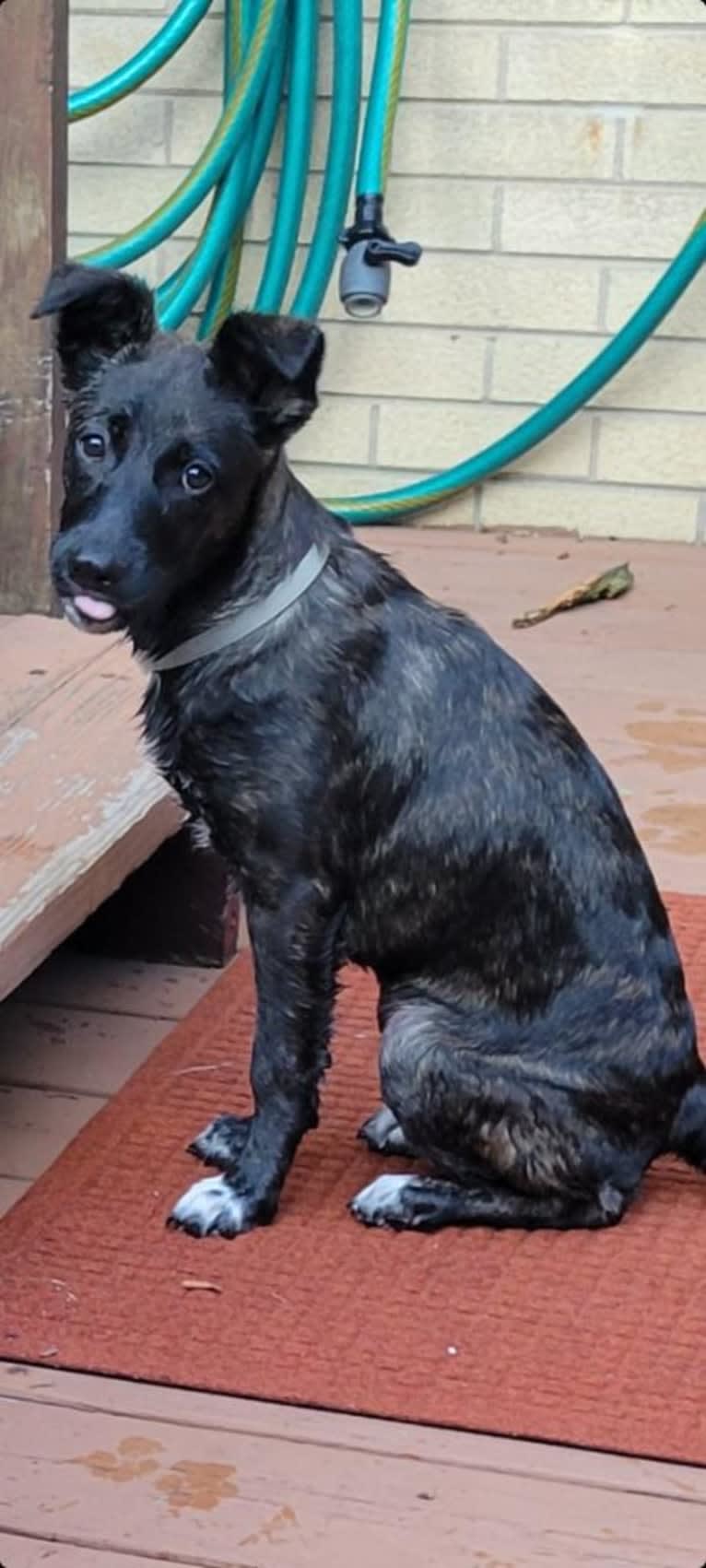 RILEY, a German Shepherd Dog and American Pit Bull Terrier mix tested with EmbarkVet.com