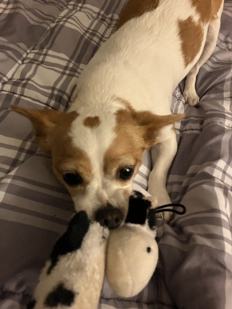 Daisy, a Chihuahua and Rat Terrier mix tested with EmbarkVet.com