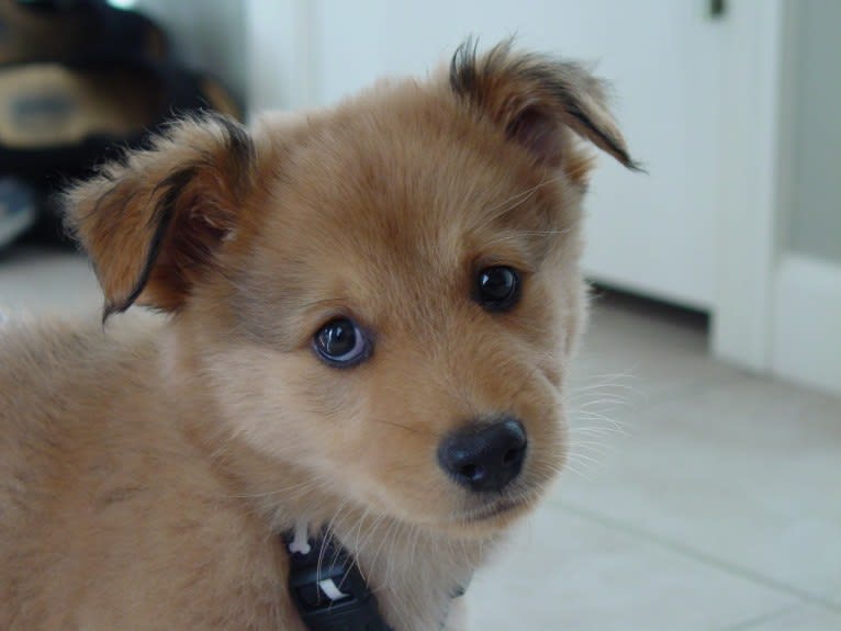 Peyton, a German Shepherd Dog and Golden Retriever mix tested with EmbarkVet.com
