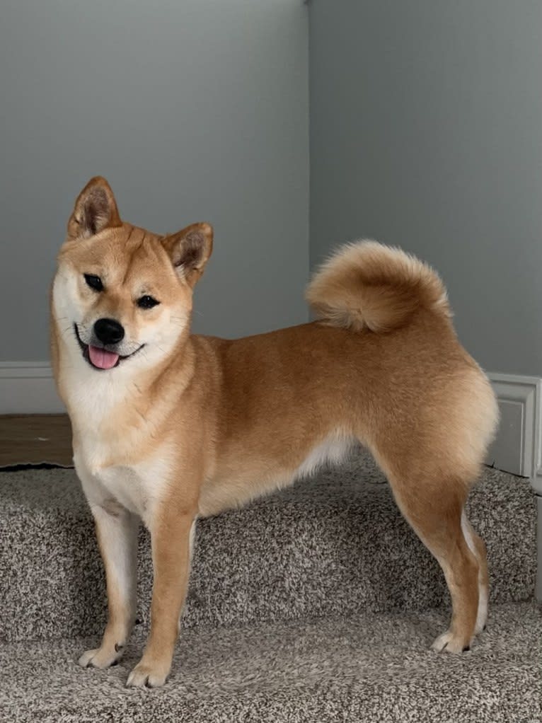 Maple, a Shiba Inu tested with EmbarkVet.com