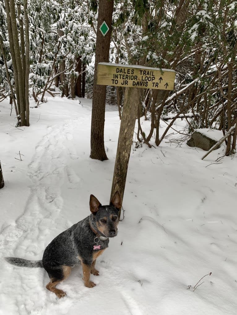 Tulip, an Australian Cattle Dog tested with EmbarkVet.com