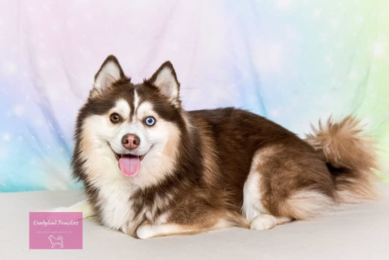 AQUILA, a Pomsky tested with EmbarkVet.com
