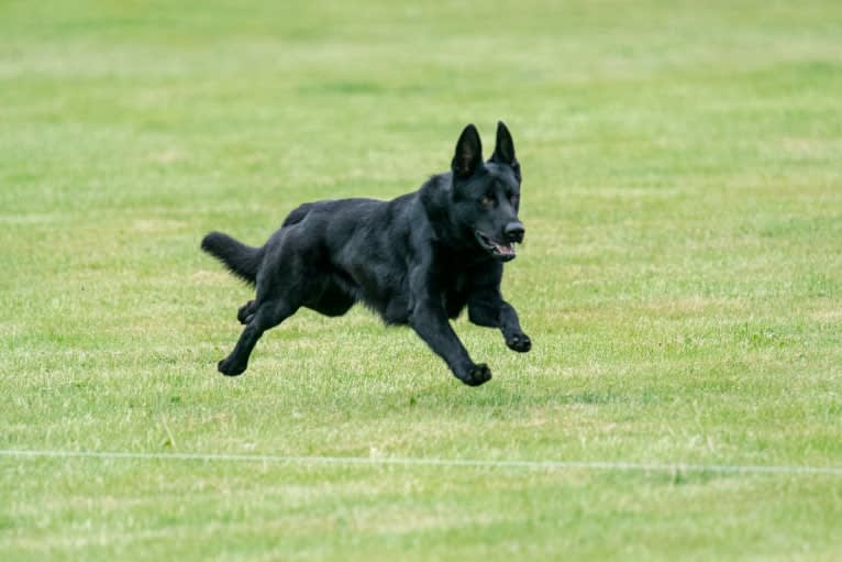 Wraith, a German Shepherd Dog tested with EmbarkVet.com