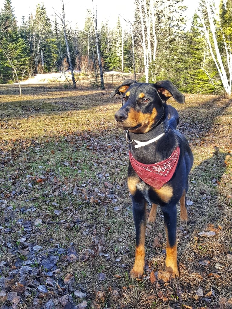 Hati, a Doberman Pinscher and German Shepherd Dog mix tested with EmbarkVet.com