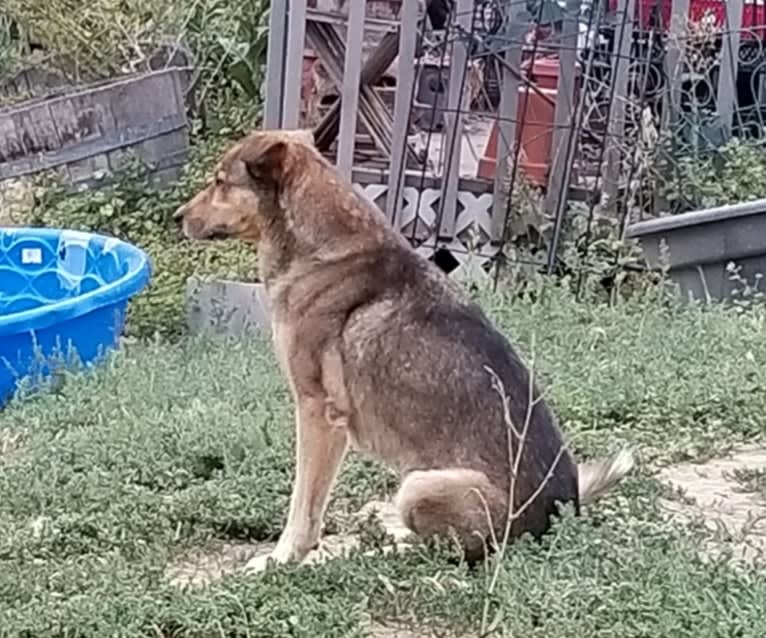 Bo, an Australian Cattle Dog and Border Collie mix tested with EmbarkVet.com