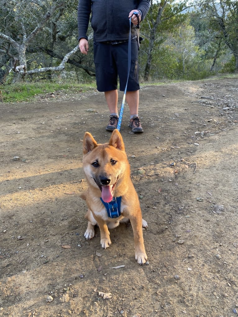Kobe, a Shiba Inu tested with EmbarkVet.com