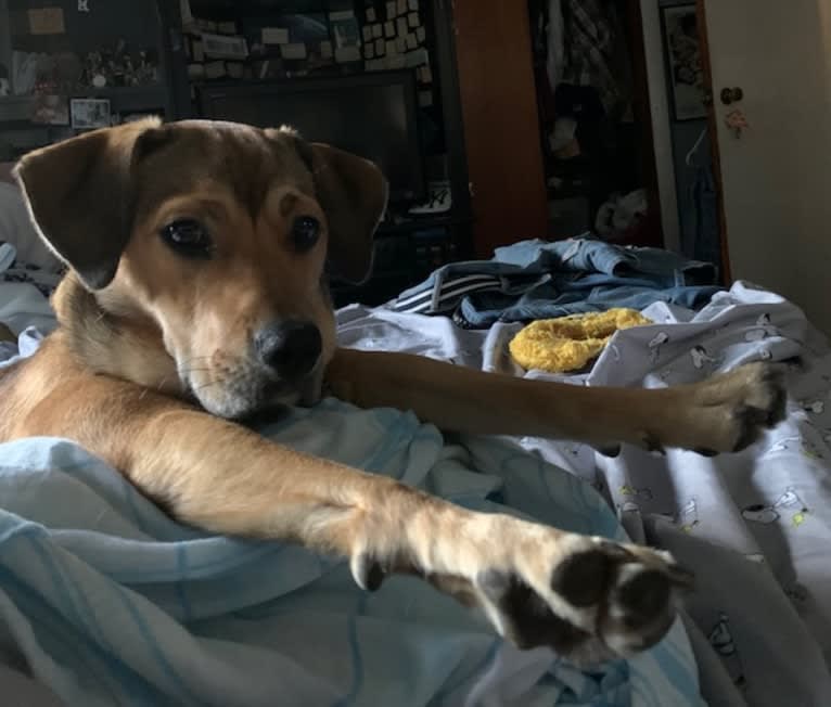 Pretzel, a Beagle and Golden Retriever mix tested with EmbarkVet.com