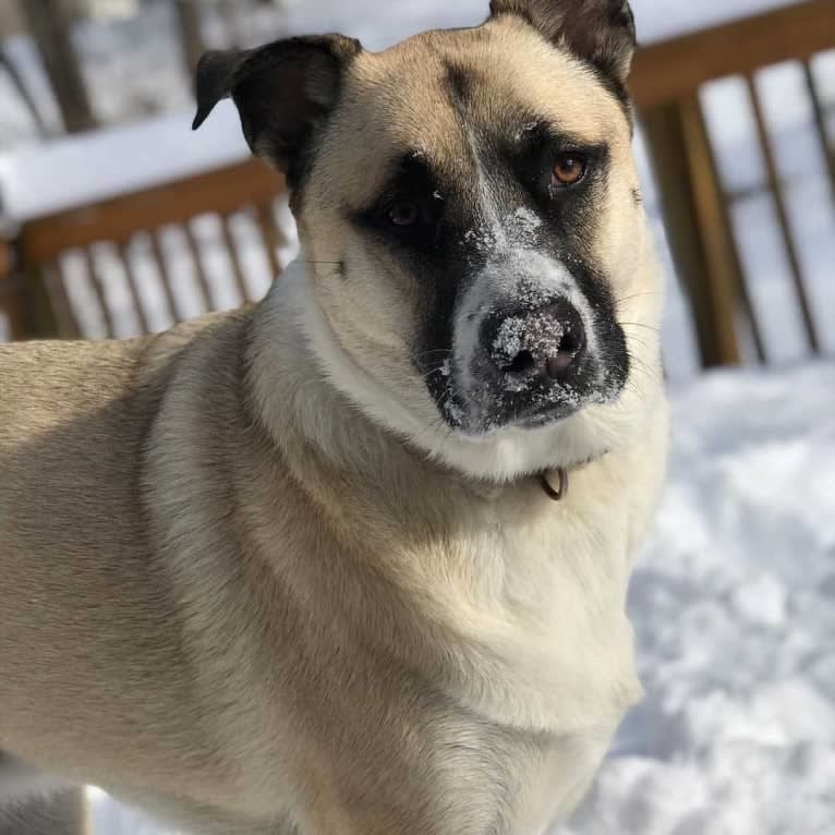 Bonham, a German Shepherd Dog and Great Pyrenees mix tested with EmbarkVet.com