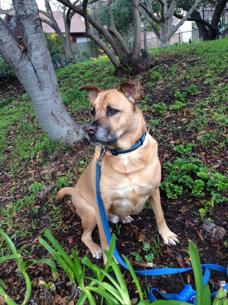 Fozzie, a Chow Chow and American Pit Bull Terrier mix tested with EmbarkVet.com