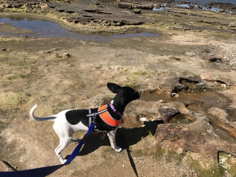 Mojo, a Russell-type Terrier and Chihuahua mix tested with EmbarkVet.com