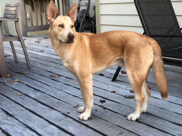 Loki, a Siberian Husky and American Pit Bull Terrier mix tested with EmbarkVet.com