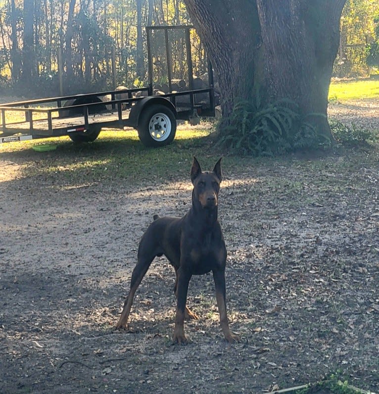 Juju, a Doberman Pinscher tested with EmbarkVet.com