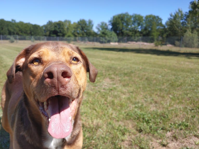 River, an American Pit Bull Terrier and German Shepherd Dog mix tested with EmbarkVet.com