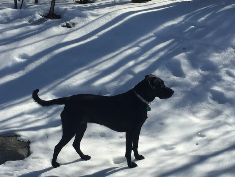 Sienna, a Labrador Retriever and American Pit Bull Terrier mix tested with EmbarkVet.com