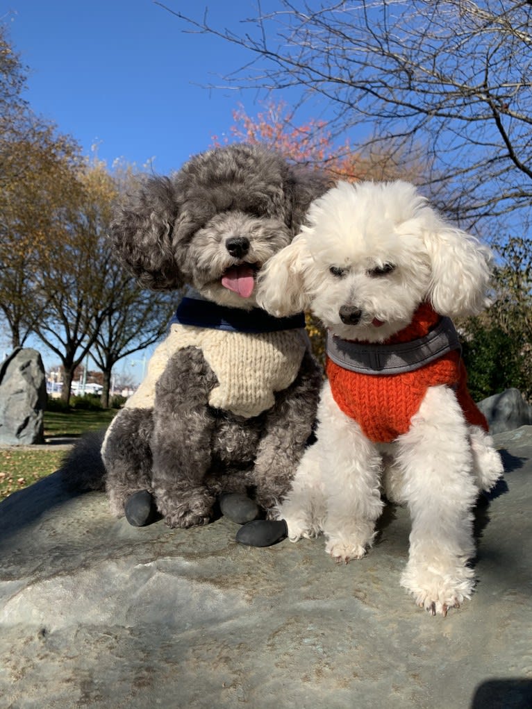 Roger, a Poodle (Small) tested with EmbarkVet.com