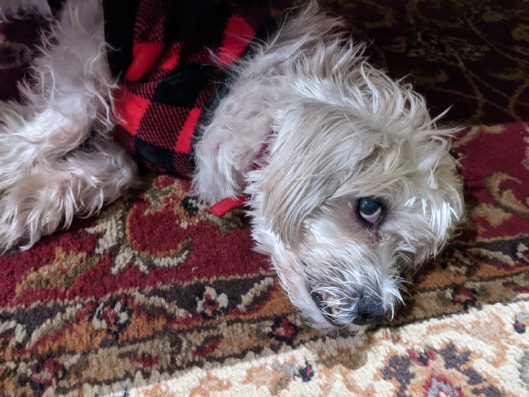 Sammy, a Poodle (Small) and Miniature Schnauzer mix tested with EmbarkVet.com