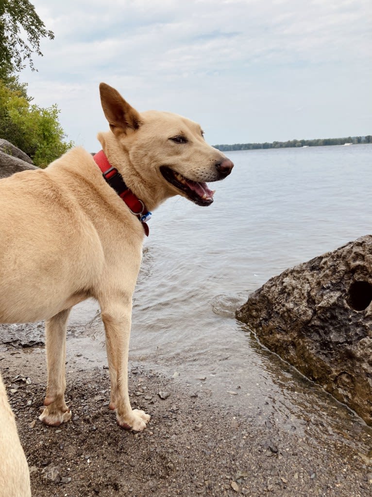 Moonsae, a Japanese or Korean Village Dog tested with EmbarkVet.com