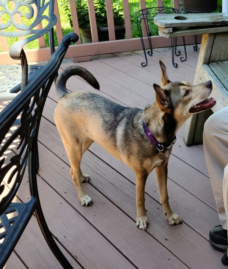 Luna Astrid, a Siberian Husky and American Pit Bull Terrier mix tested with EmbarkVet.com