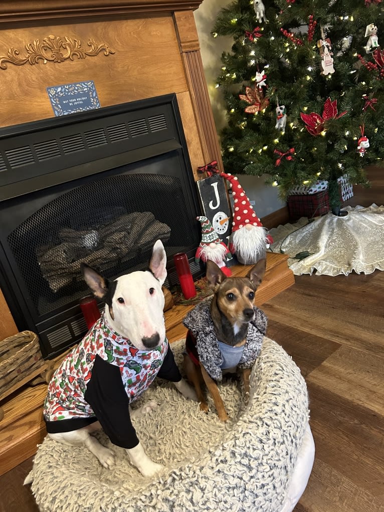 French Fry, a Bull Terrier tested with EmbarkVet.com