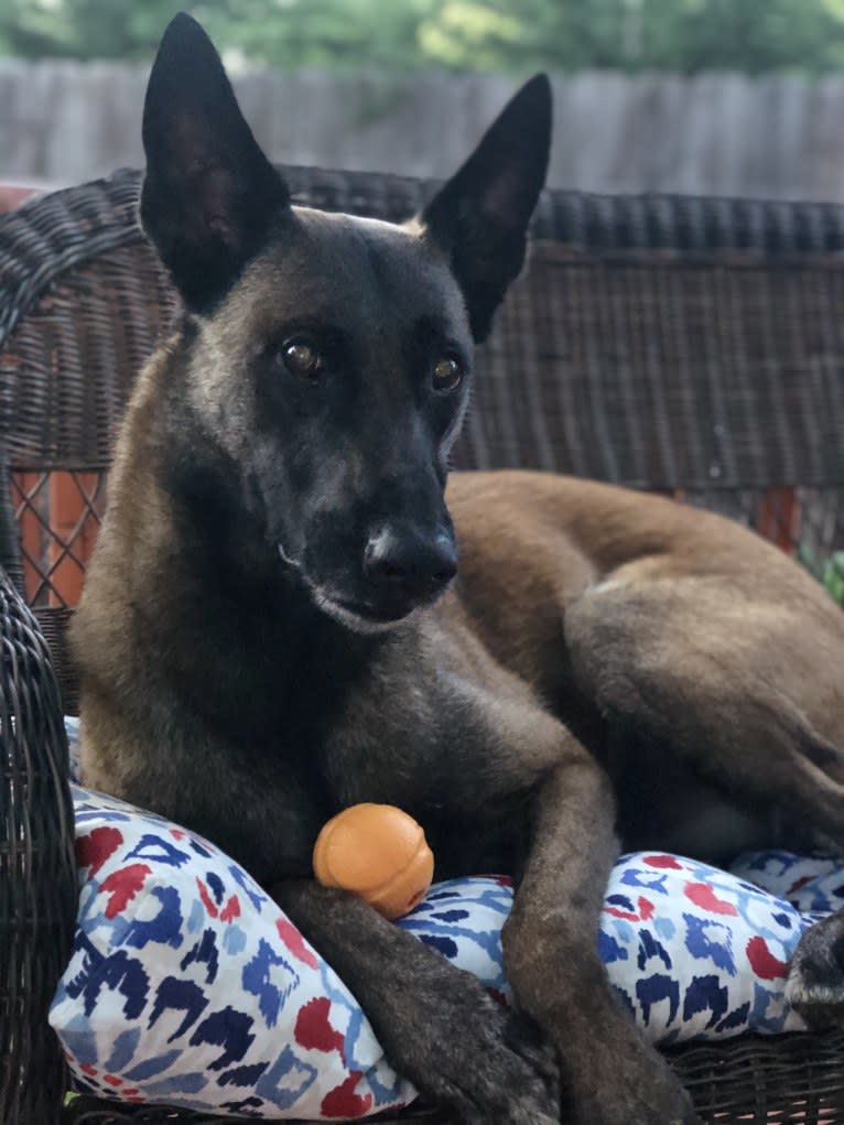 Rook, a Belgian Shepherd tested with EmbarkVet.com