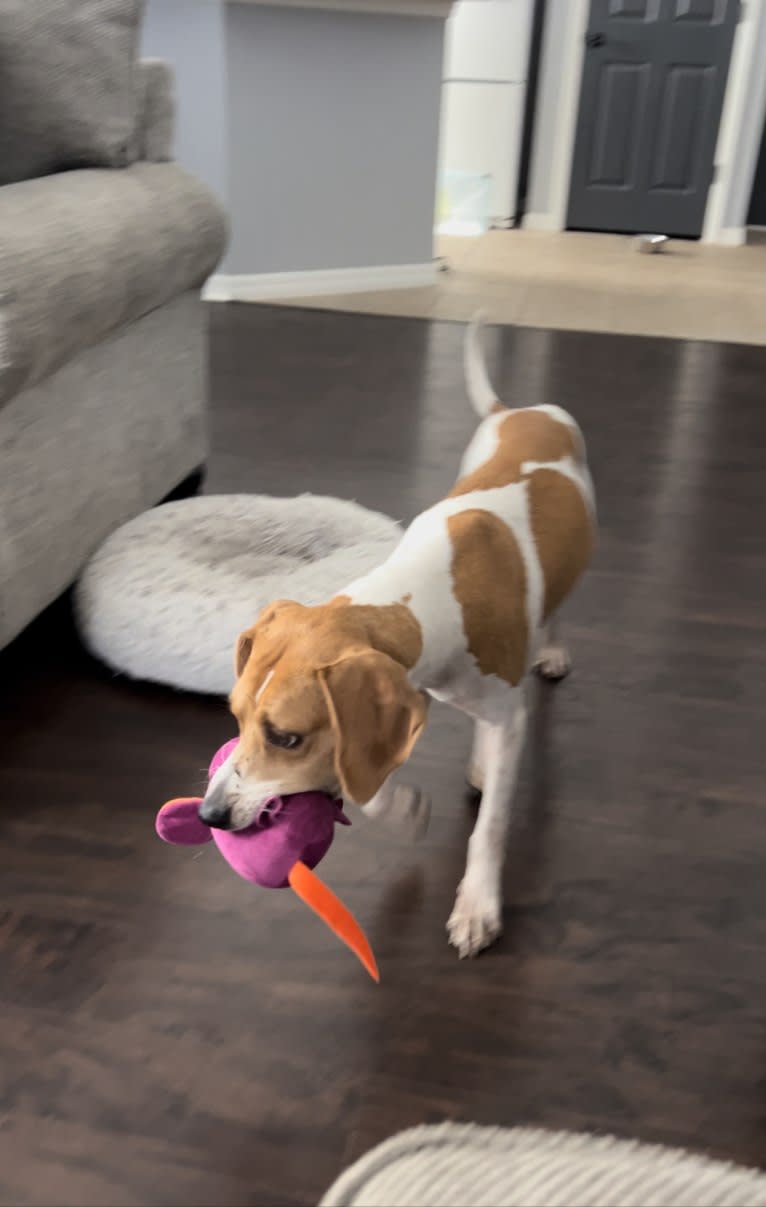 Mary Jane, an American Foxhound and American Pit Bull Terrier mix tested with EmbarkVet.com