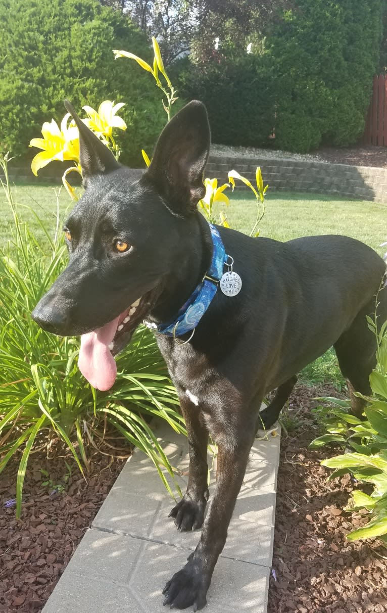 Rowan, a German Shepherd Dog and American Pit Bull Terrier mix tested with EmbarkVet.com