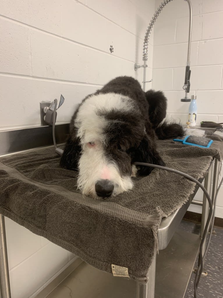 Steinway Grand, a Sheepadoodle tested with EmbarkVet.com