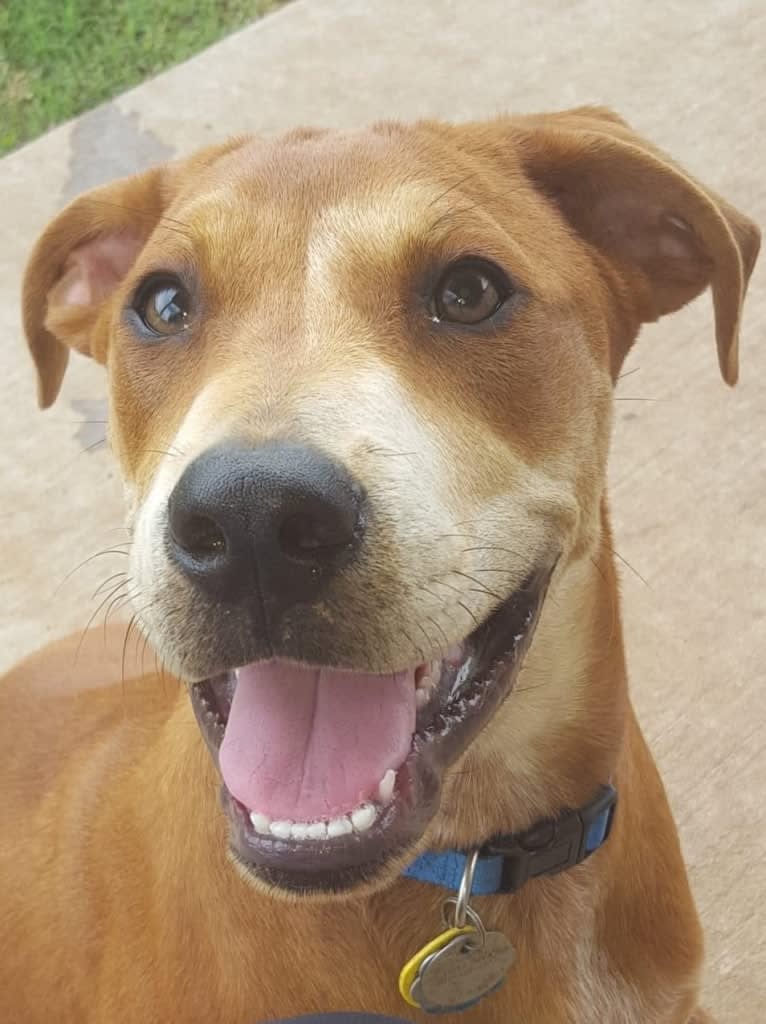 Cooper, an American Pit Bull Terrier and Boxer mix tested with EmbarkVet.com