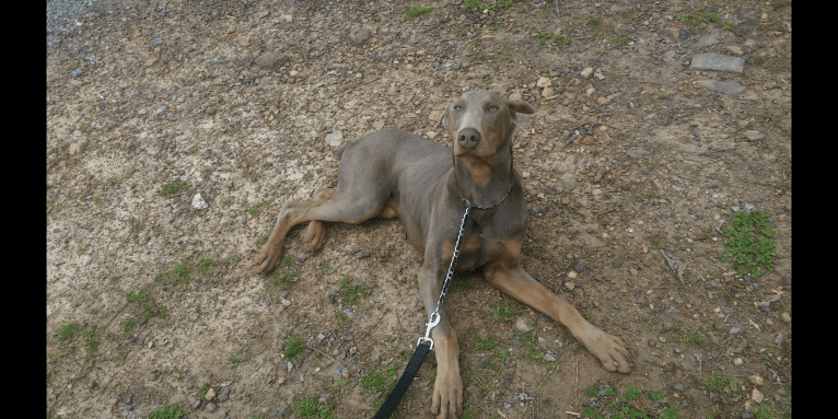 Almighty Advocates Michelob Ultra, a Doberman Pinscher tested with EmbarkVet.com