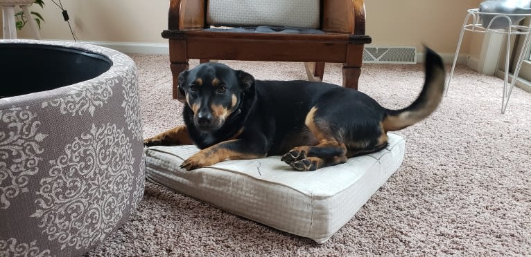 Fenrir, a Chihuahua and Rottweiler mix tested with EmbarkVet.com