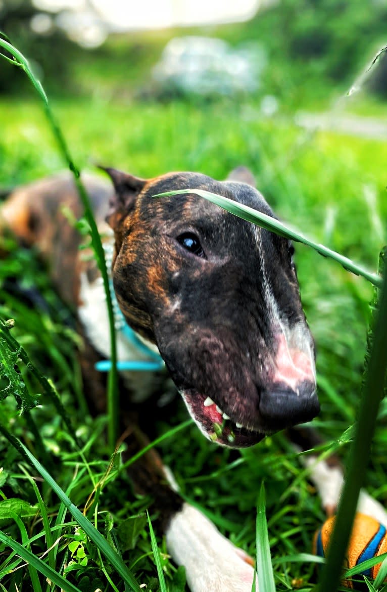 Dippy, a Bull Terrier tested with EmbarkVet.com